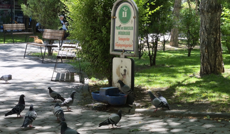 Susayan onlarca güvercin, köpekler için konulan suyu içti