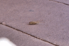 AW752042_01