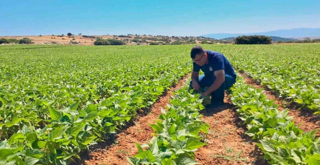 Barbunya ve kornişon salatalık da hastalık ve zararlı denetimi