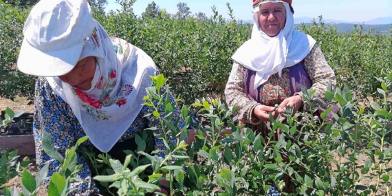 Kurak arazi devlet desteğiyle bereketli topraklara dönüştü