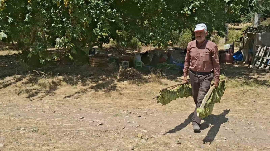 Türkiye’nin kaliteli tütünü tarihe karışıyor