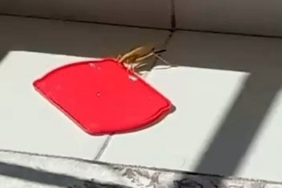 Burdur’da dev çekirgeyi kapta su ile beslediği anlar görüntülendi