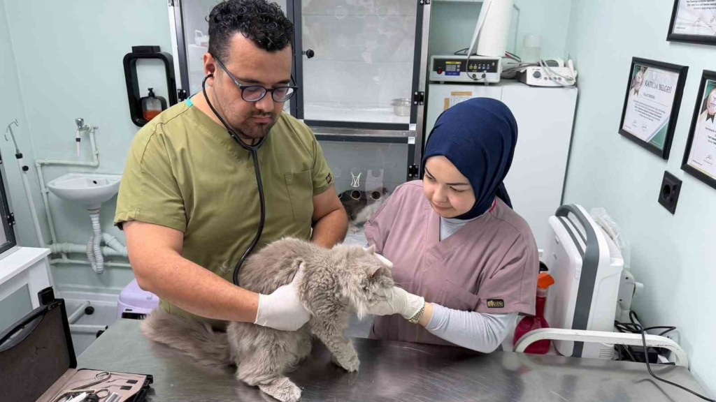 Veterinerde deprem etkisi yapan kedi Türkiye’nin gündeminde