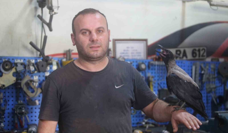 Karga ile tamircinin sıradışı dostluğu…Tamirhanede birlikte çalışıyorlar