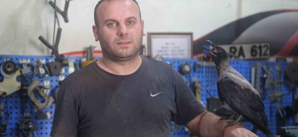 Karga ile tamircinin sıradışı dostluğu...Tamirhanede birlikte çalışıyorlar