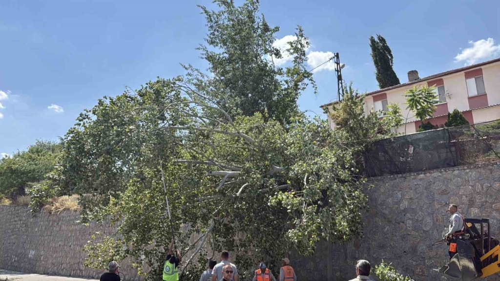 Eskişehir’de devrilen ağaç kara yolunu kısmen trafiğe kapattı