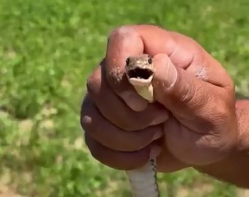 Bursa’da çiftçinin cesareti herkesi korkuttu