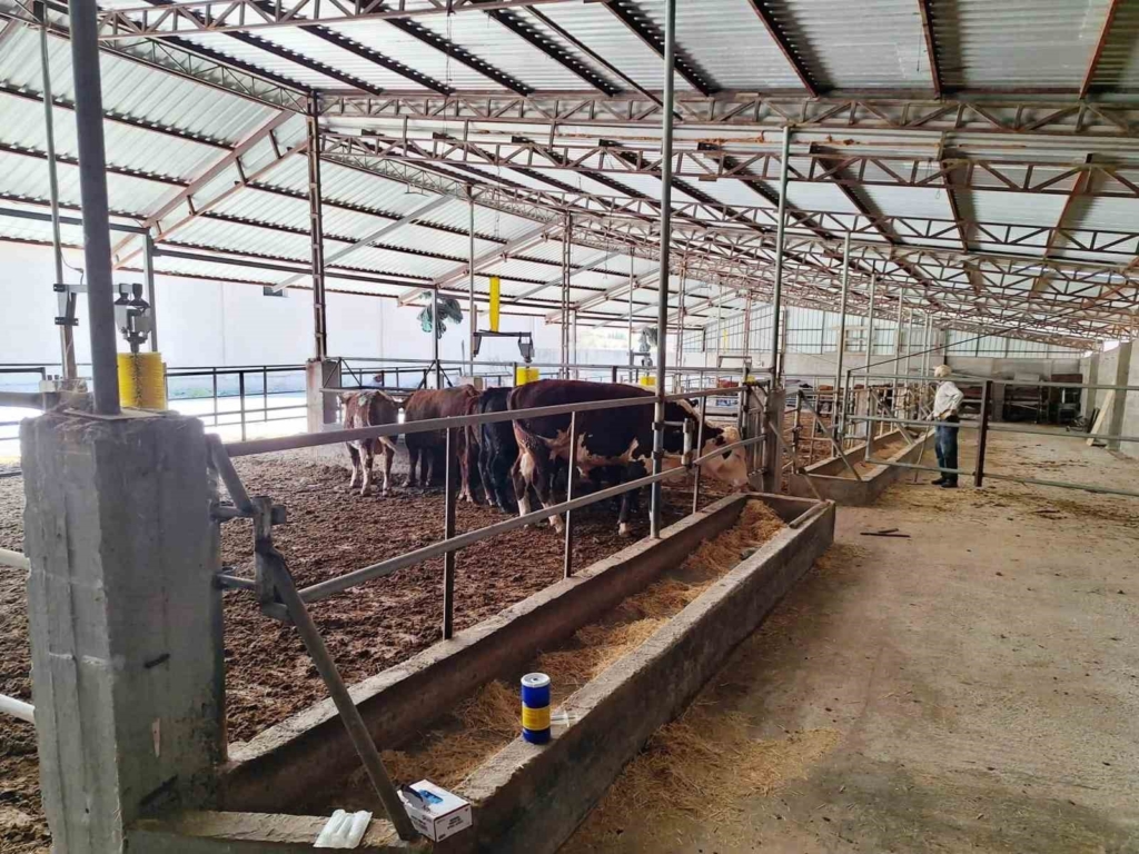 Tavşanlı’da ithal besilik sığırlar kontrol edildi