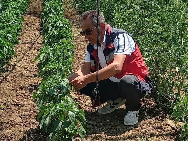 Tavşanlı’da tarım arazileri ve seralarda hastalık kontrolleri sürüyor