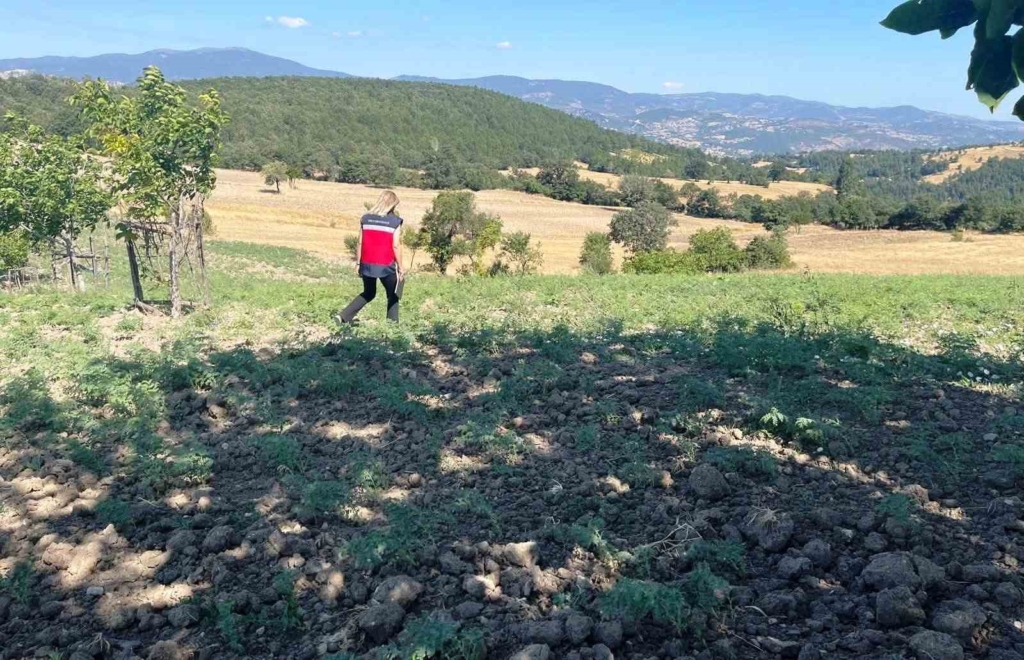 Simav’da TAKE Projesi kapsamındaki nohut üretimi yerinde incelendi