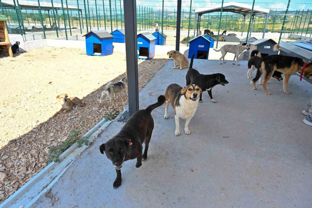 Büyükşehir’den sokak hayvanlarına yeni yuva