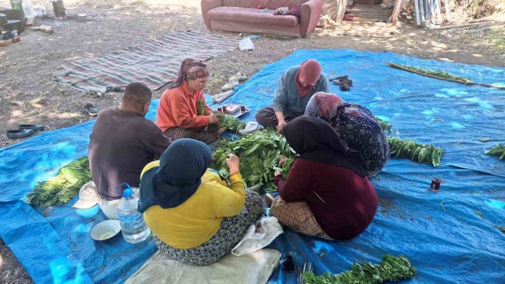Türkiye’nin kaliteli tütünü tarihe karışıyor