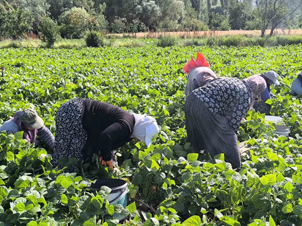 Fasulyede hasat maratonu başladı
