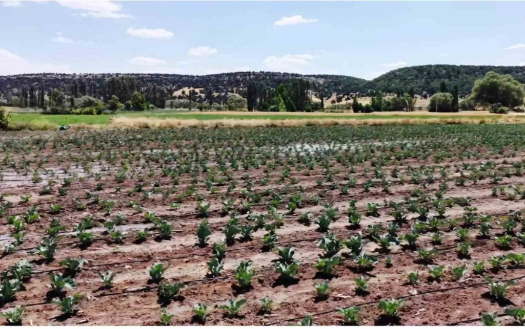 Kütahya’da karnabahar ve çörekotu üretimi denetlendi