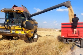 Kütahya’da yerli ve milli arpa çeşitlerinde verimli hasat