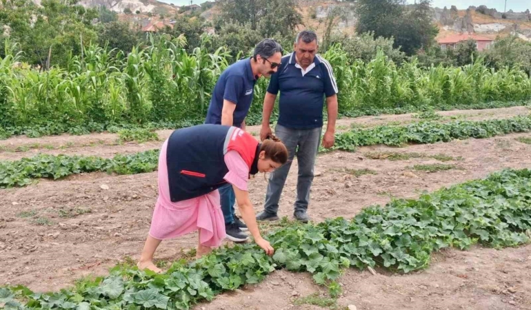 Barbunya ve kornişon salatalık da hastalık ve zararlı denetimi