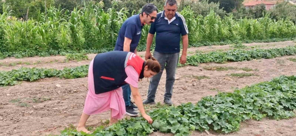 Barbunya ve kornişon salatalık da hastalık ve zararlı denetimi