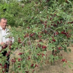 Kütahyalı vişne üreticileri taban fiyat ve fiyat istikrarı istiyor