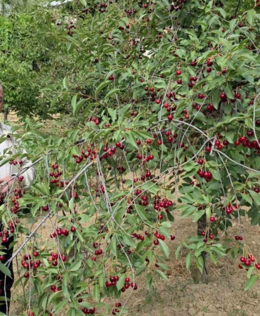 Kütahyalı vişne üreticileri taban fiyat ve fiyat istikrarı istiyor