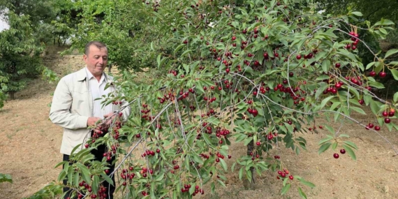 Kütahyalı vişne üreticileri taban fiyat ve fiyat istikrarı istiyor