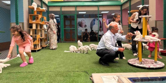 Yaz tatilinde dünyaca ünlü Van kedilerine ziyaretçi akını