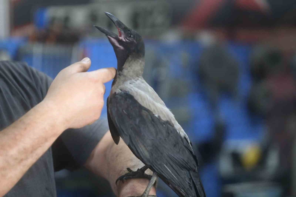 Karga ile tamircinin sıradışı dostluğu...Tamirhanede birlikte çalışıyorlar