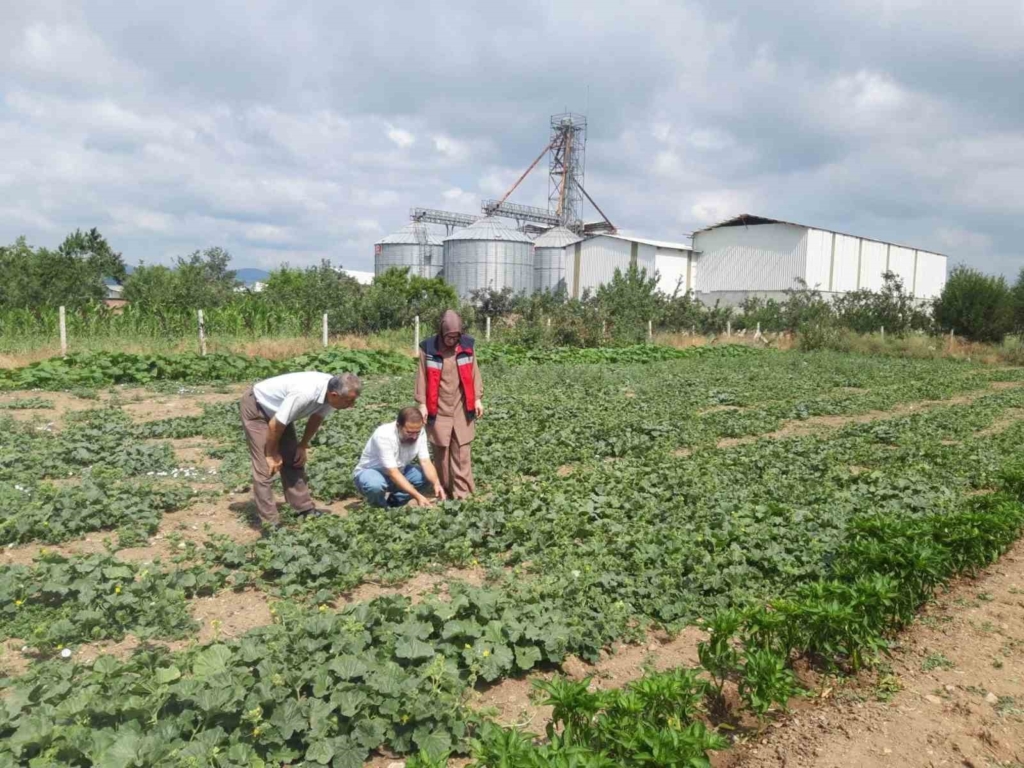 Tavşanlı’da tarım arazileri ve seralarda hastalık kontrolleri sürüyor