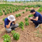 Başmakçı’da sebze ekili alanlar kontrol edidldi