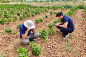 Başmakçı’da sebze ekili alanlar kontrol edidldi