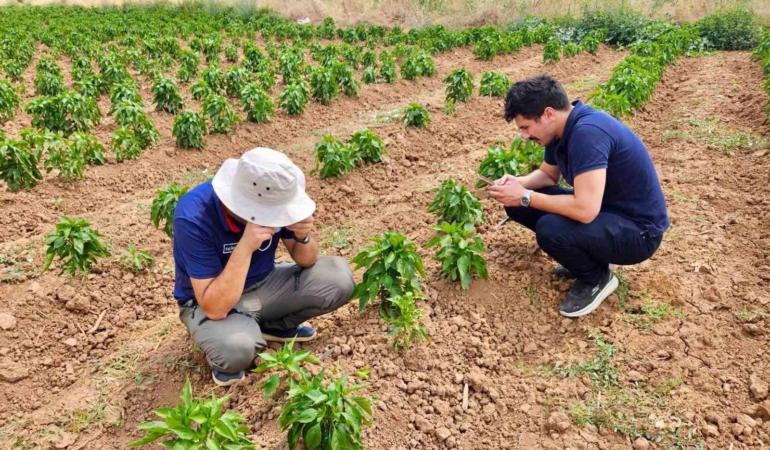 Başmakçı’da sebze ekili alanlar kontrol edidldi