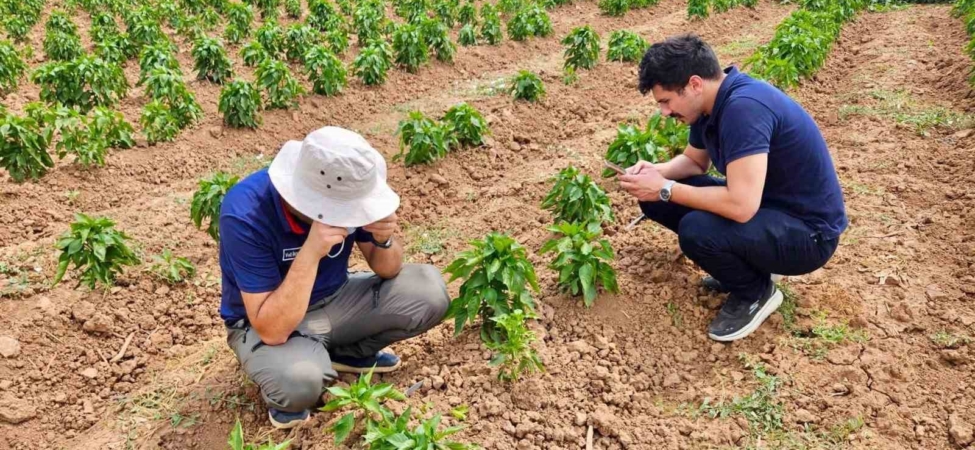 Başmakçı’da sebze ekili alanlar kontrol edidldi