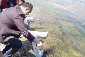 Aslanapa Kureyşler Göleti’ne 140 bin sazan yavrusu bırakıldı