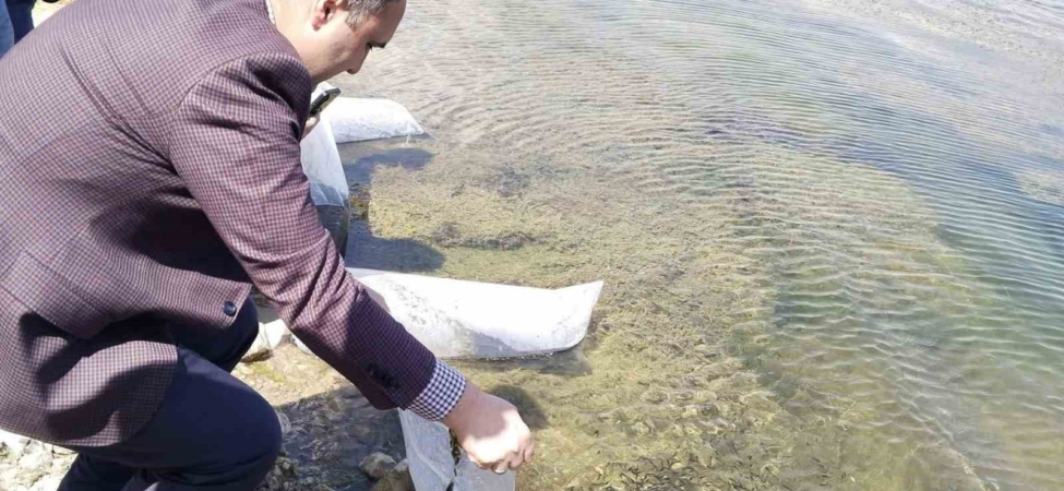 Aslanapa Kureyşler Göleti’ne 140 bin sazan yavrusu bırakıldı