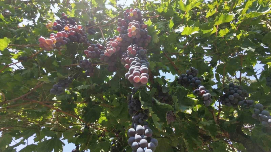 Manisa’da yaş üzüm hasadı başladı