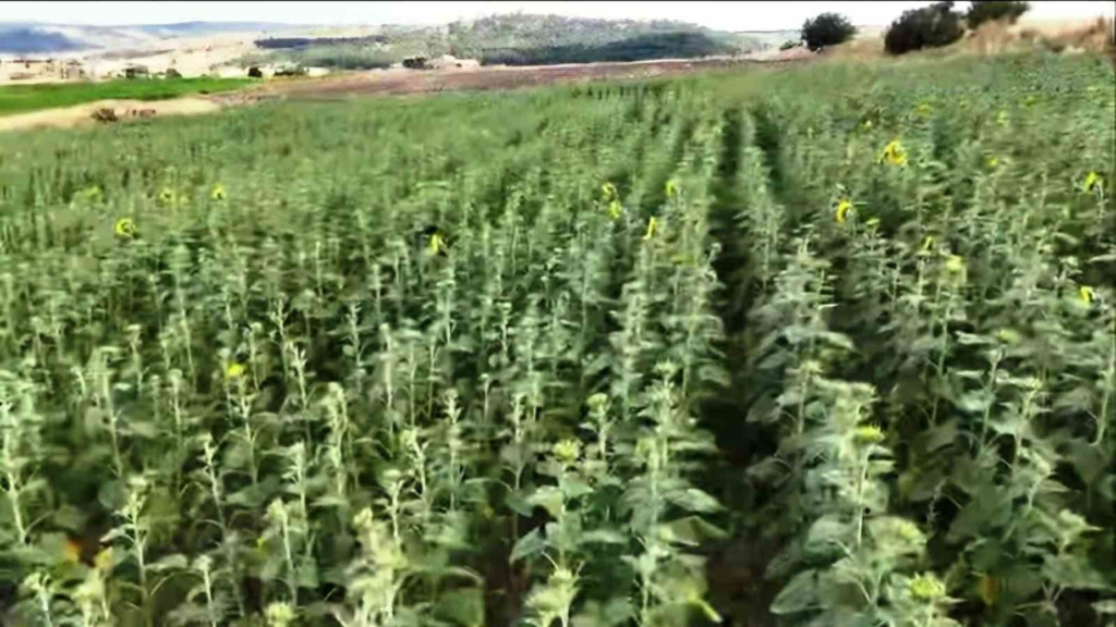 Kütahya’da TAKE Programı kapsamında üreticilere tohum desteği sürüyor
