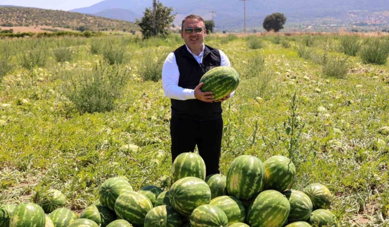 Bilecik’te 62 bin tonluk karpuz hasadı bekleniyor