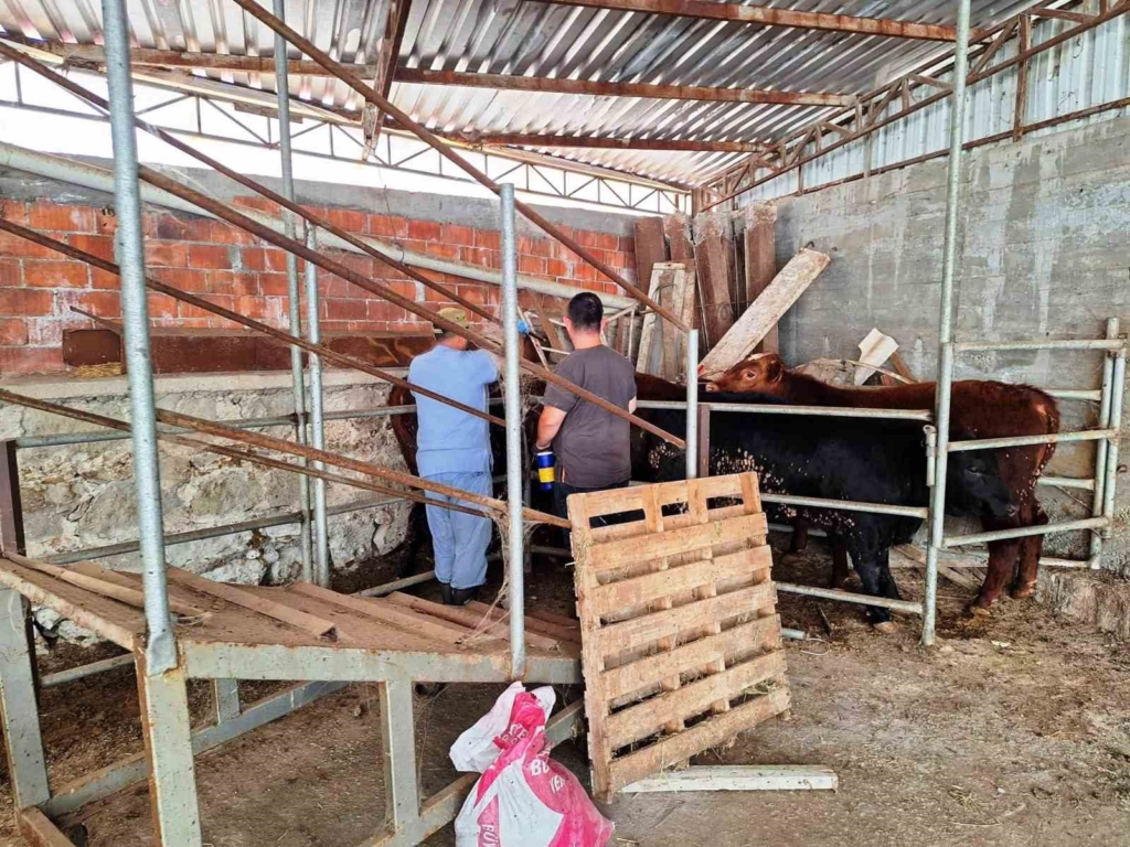 Tavşanlı’da ithal besilik sığırlar kontrol edildi