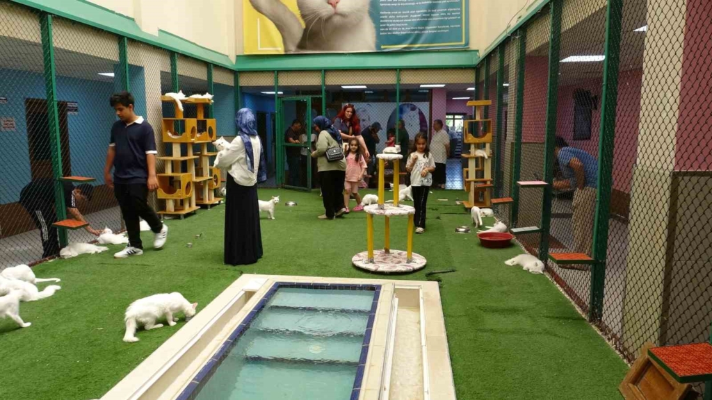 Yaz tatilinde dünyaca ünlü Van kedilerine ziyaretçi akını
