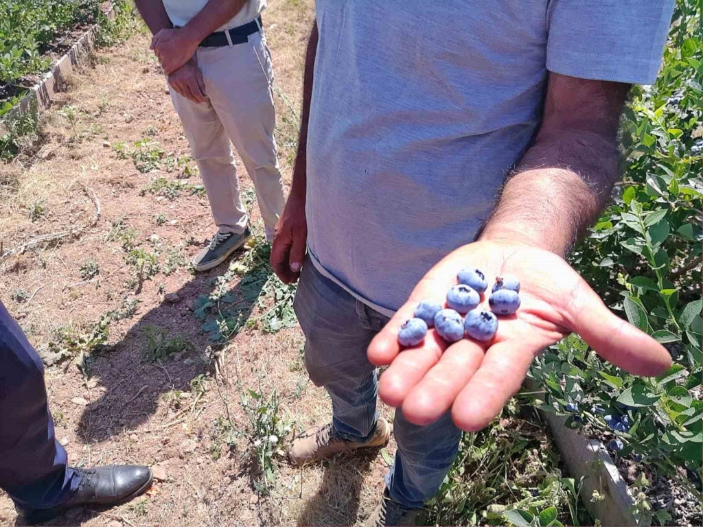 Kurak arazi devlet desteğiyle bereketli topraklara dönüştü