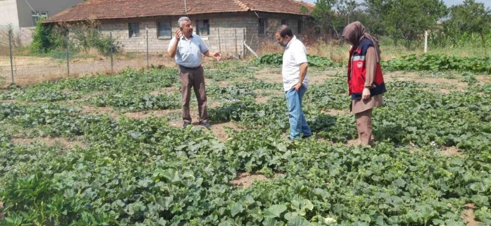 Tavşanlı’da tarım arazileri ve seralarda hastalık kontrolleri sürüyor