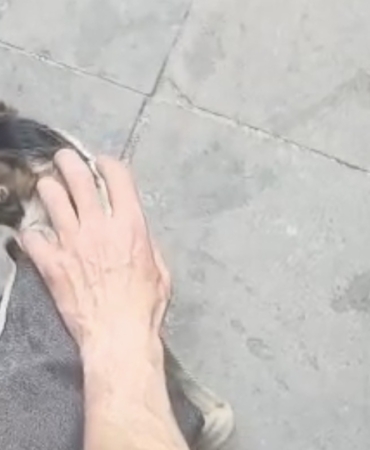 Dar alanda sıkışan kediyi DAK ekipleri kurtardı