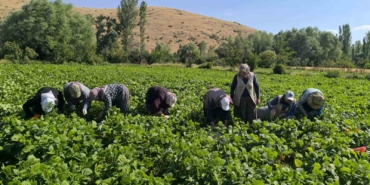 Fasulyede hasat maratonu başladı