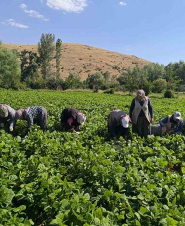 Fasulyede hasat maratonu başladı
