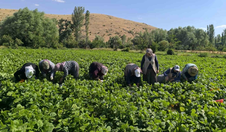 Fasulyede hasat maratonu başladı