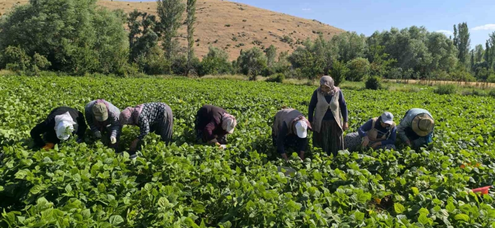 Fasulyede hasat maratonu başladı