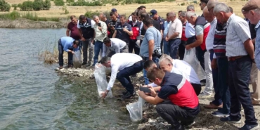 Tavşanlı göletlerine 123 bin yavru sazan bırakıldı