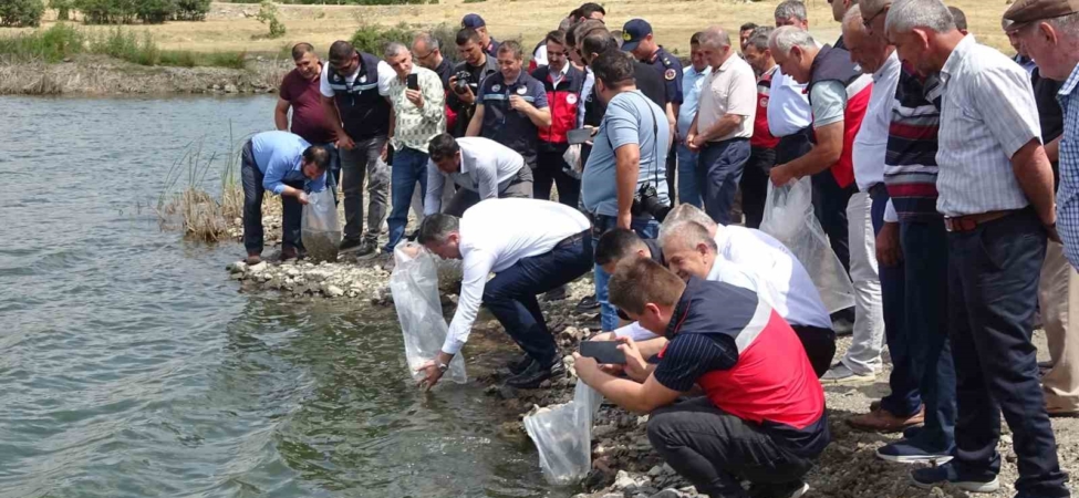 Tavşanlı göletlerine 123 bin yavru sazan bırakıldı