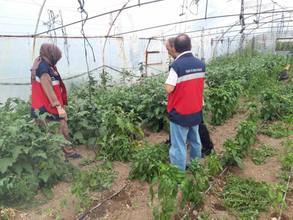 Tavşanlı’da tarım arazileri ve seralarda hastalık kontrolleri sürüyor