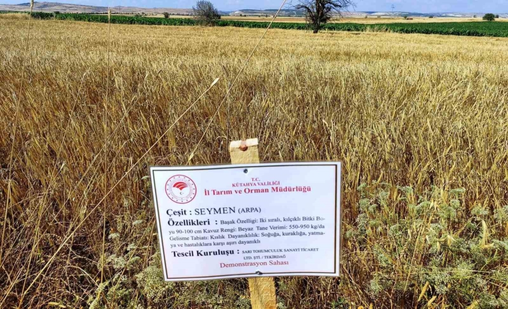 Kütahya’da yerli ve milli arpa çeşitlerinde verimli hasat