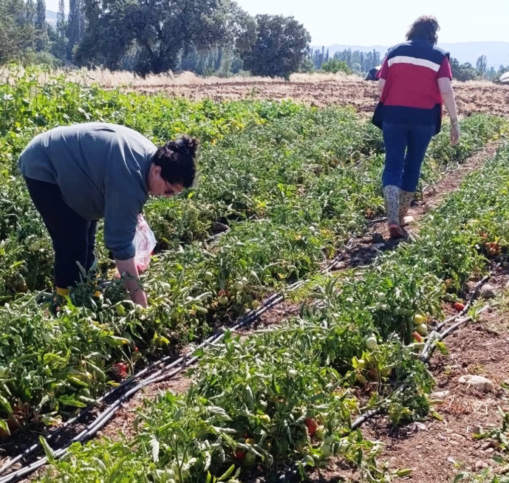 Gediz’de hasat öncesi domateslerde gıda güvenliği denetimi
